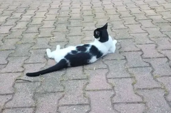 Chat perdu Chemin des Petits Cadeneaux - photo