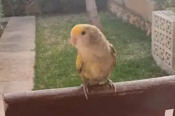 Agaporni Perdido en Burgos: Re...