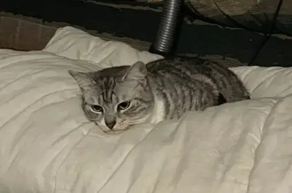 Lost Light Grey Tabby Lucy in Cessnock