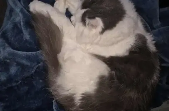 Lost Long-Haired Cat: Edith St, Cessnock
