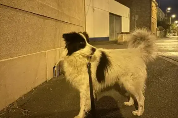 Chien noir et blanc trouvé près de la gare - photo