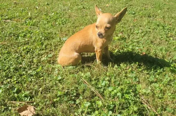 Lost Dog: Tiny, White-Tipped Tail, Lilburn