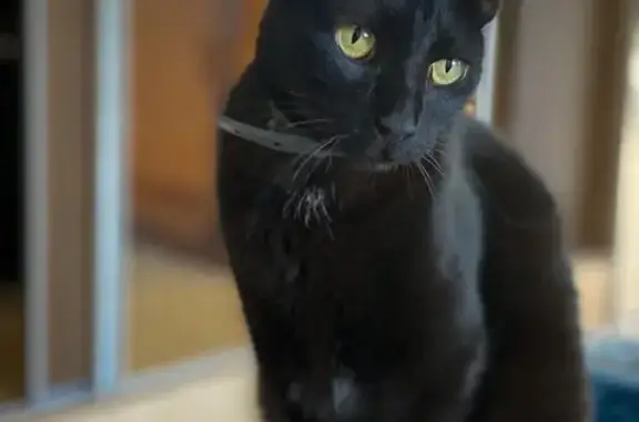 gato desaparecida