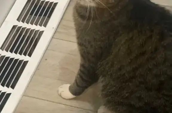 Lost Tabby with Curly Tail in Lehi