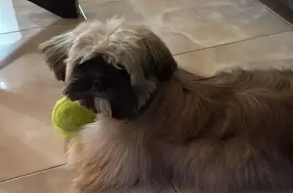 Lost Puppy: Sociable, Long-Haired, Brown
