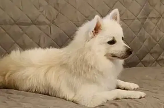 Lost White Pomeranian: Hudson in N. Fort Myers