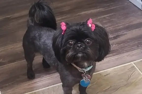 Lost: Coco the Shih Tzu on Granada Blvd