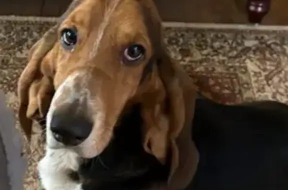 Lost Tri-Color Basset Hound in Union City