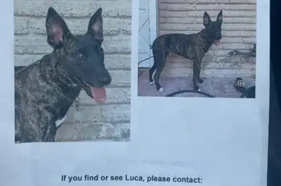Lost pets Calabasas, photo: Lost Brindle Dog in Calabasas: Help Find Luca!