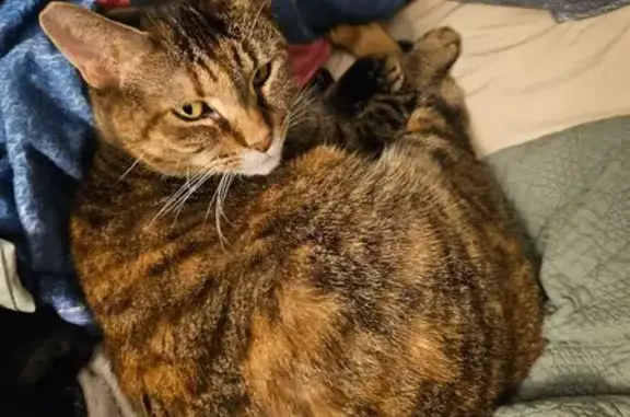 Lost Torbi Cat: Help Find Our Sweetheart