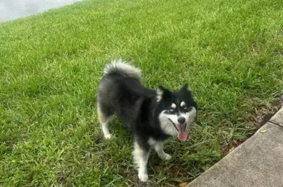 Lost Dog: Kai - Black/White, Blue Eyes