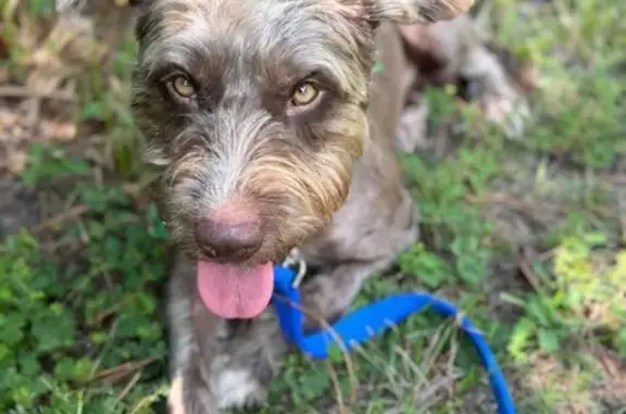 Lost Dog: Sunshine, Friendly & Unique Coat