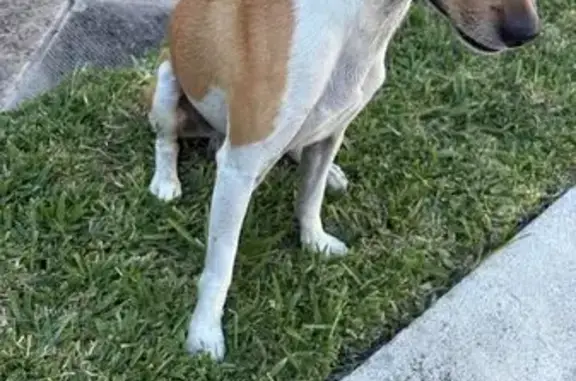 Perro encontrado San Pedro Garza Garcia, foto: Perro Tipo Jack Russell Encontrado en Lomas