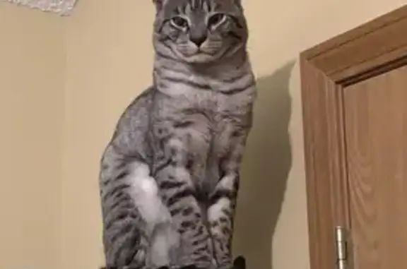Lost Silver Cat: Spotted on E 79th St