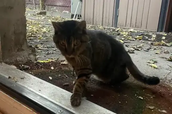Found pets New York, photo: Found Friendly Tabby Cat in Crown Heights