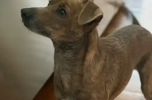 Lost pets Philadelphia, photo: Lost Shy Brindle Dog in West Philly