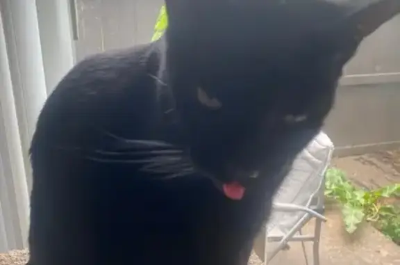 Lost Black Shorthair Cat in Fort Collins