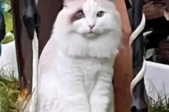 Lost Ragdoll Cat with Lion Cut in IL