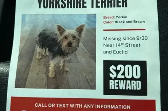 Lost Yorkie: Skittish, Black & Brown, Phoenix