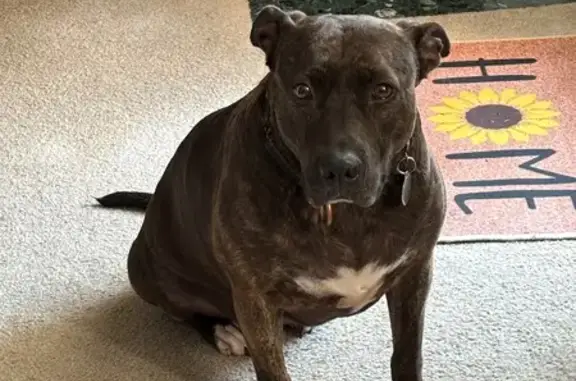 Lost Dog Alert: Zoey in Harvest, AL