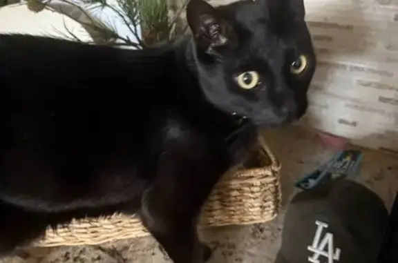 Help Find Bentley: Lost Black Cat in Jax