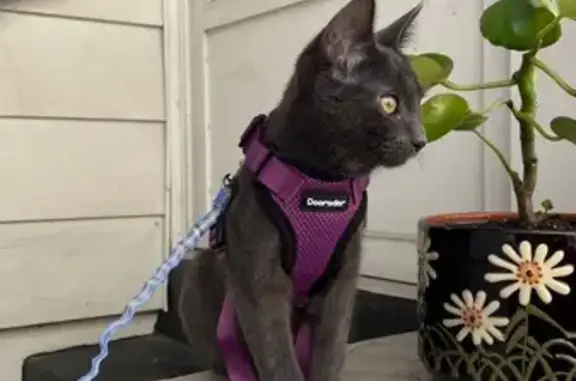 Lost Gray Cat: Lincoln Place, Garfield