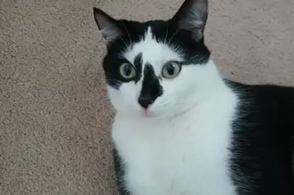 Lost Cat Near I-75: Reward Offered!