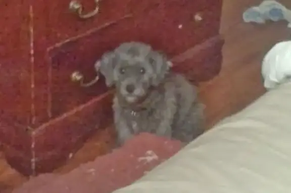 Elderly Gray Poodle Mix Lost in Buena Park