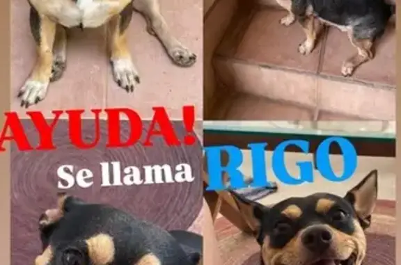 Perro Perdido: Pequeño, Negro...