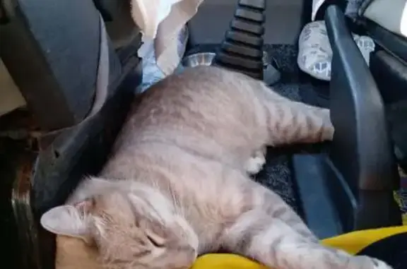 Lost Cat in Hornsby: Blue Collar & Bell