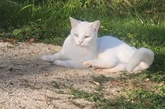 Chat perdue Rue D'Orion, Martigné-sur-Mayenne - photo