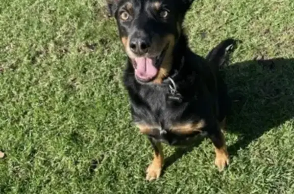 Lost Dog: Black/Tan, Pointy Ears, Byron
