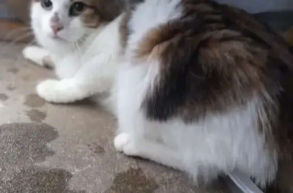 Animaux trouvés , photo: Chat non identifié trouvé à Boffres
