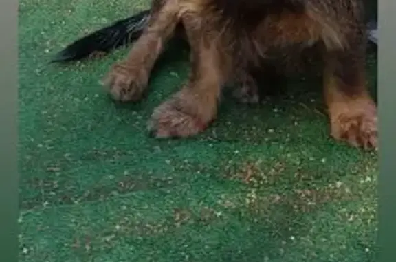 Perro Perdido: Miliki en San Roque
