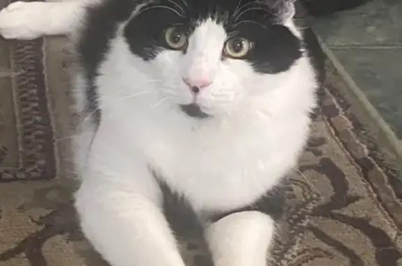 Lost Black & White Cat in Melbourne