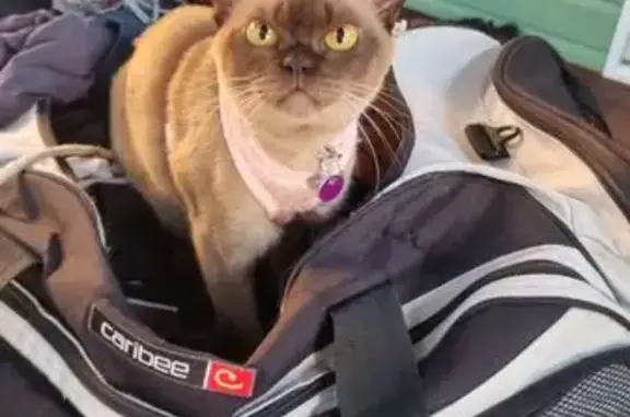 Lost Chocolate Burmese Cat in Brisbane