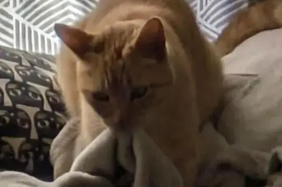 Búsqueda de mascotas, foto: ¡Gato naranja perdido en Madrid!