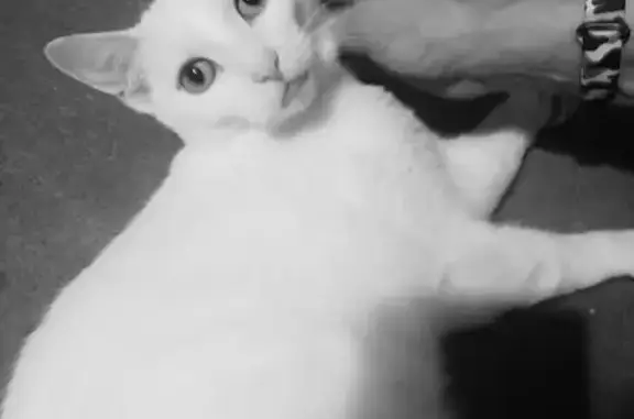 Lost White Cat in North Bughtl...
