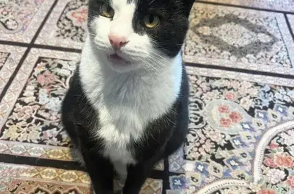Lost Friendly Cat: Kingsford Smith Dr