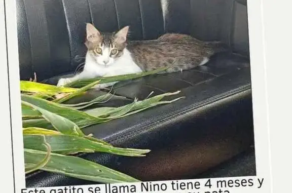 Gato Perdido: Blanco y Gris, 5 Meses en Celaya