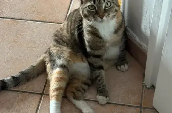 Chat écaille de tortue perdue à Villiers - photo