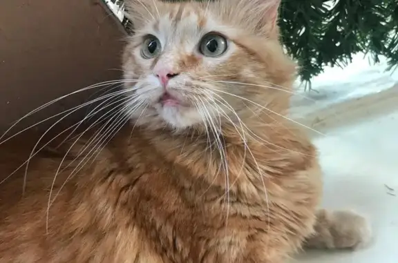 Chat perdu, Nîmes, photo: Chat roux tatoué perdu à Nîmes