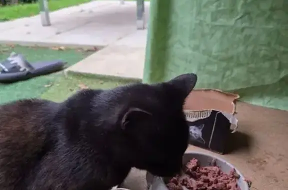 Chatte trouvée maigre, blessée à Limoges - photo