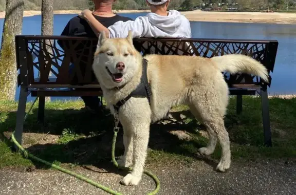 Chien perdu Angers, photo : Husky beige perdu, collier noir, Angers