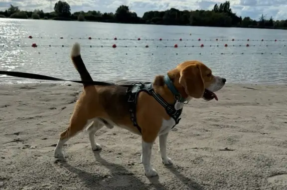 Chien perdu , photo : Beagle perdu à Reichstett : Aidez-nous !