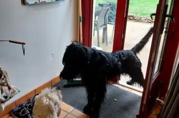 Chien trouvé Bréal-sous-Montfort, photo: Schnauzer géant noir trouvé à Bréal