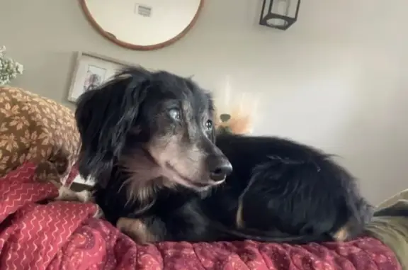 Lost Long-Haired Dog on Fire Station Rd