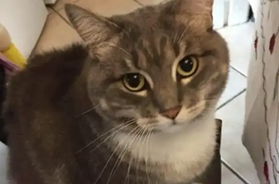 Lost and found pets Australia, photo: Lost Grey Cat: Carshalton St, Inner West