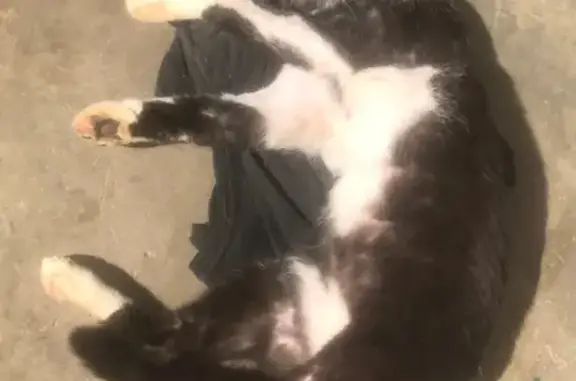 gato desaparecida