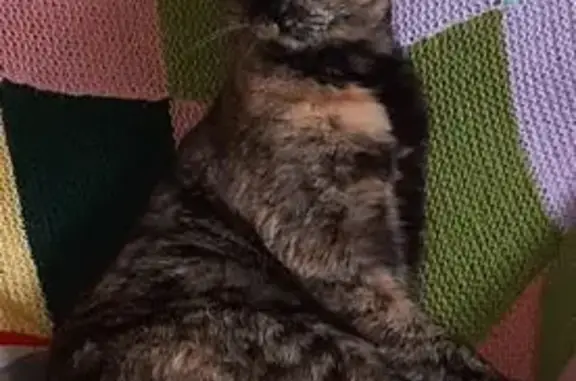 Gata Carey Perdida en Ronda: Negra y Dorada